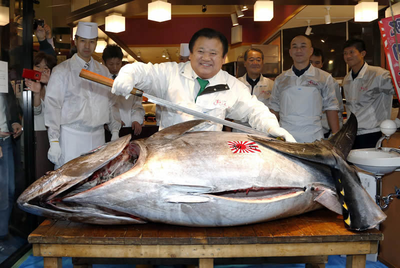 1. Самый дорогой голубой тунец весом 222 кг, выловленный у берегов префектуры Аомори, ушел с аукциона на рынке Токио за 108 миллионов рублей