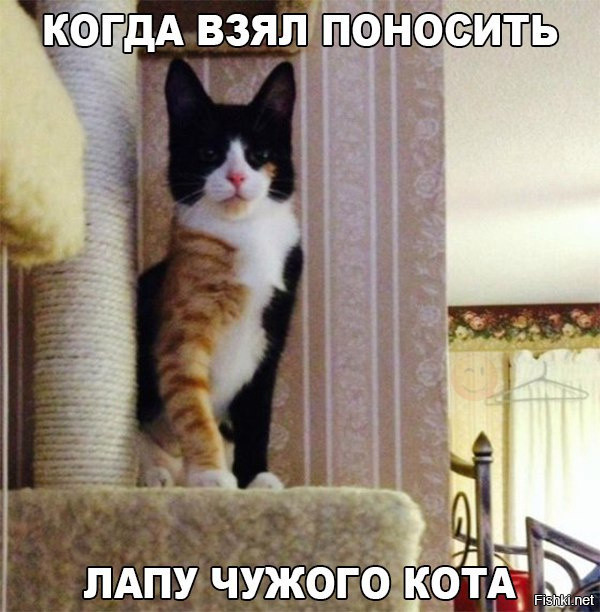 Из солянки