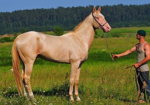 2. Ахалтекинская лошадь.