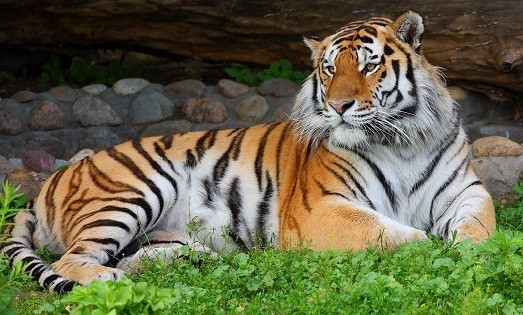 3. Амурский тигр.