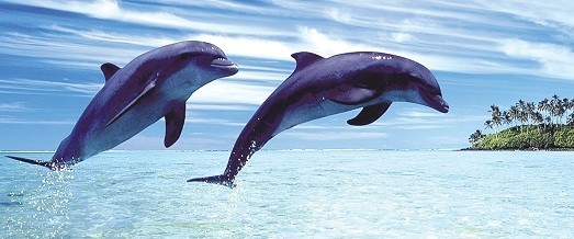 4. Дельфин.