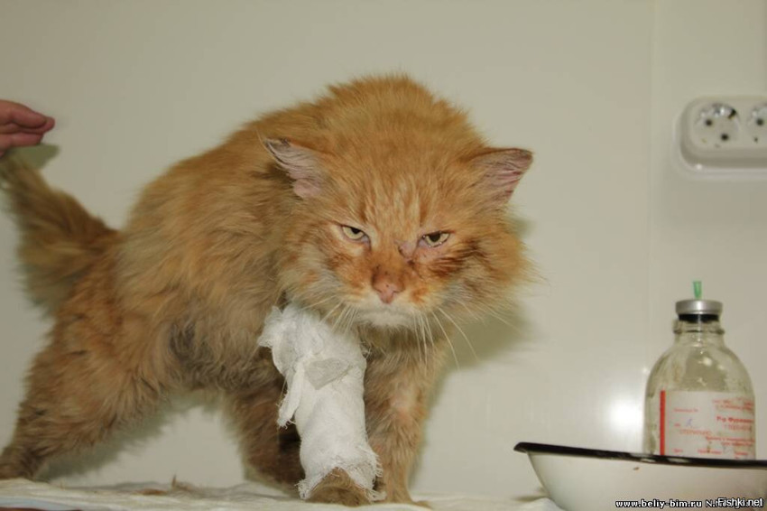 Рыжий кот, который сам пришел лечиться в клинику "Рыжий кот":