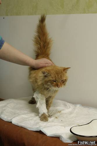 Рыжий кот, который сам пришел лечиться в клинику "Рыжий кот":
