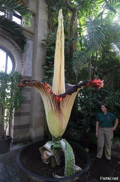Самый большой цветок в мире называется Аморфофаллус титанический (Amorphophal...