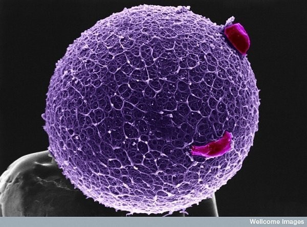 Человеческая яйцеклетка с коронарными клетками