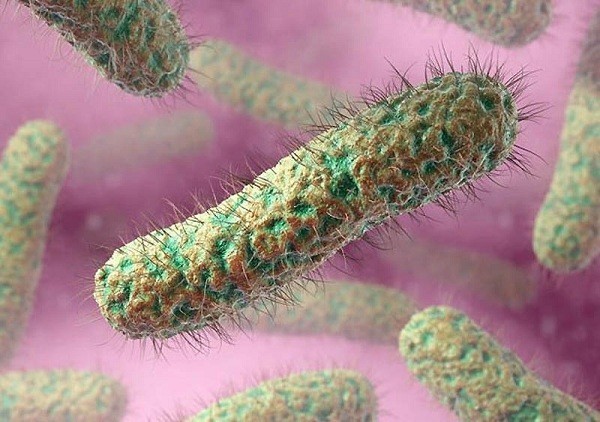 Реснитчатая палочкообразная бактерия