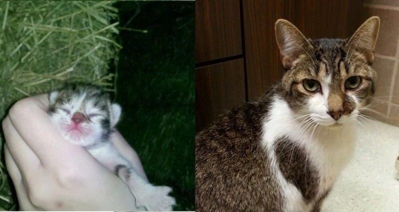 "Первая и последняя фотографии моего кота Стива Холта. Я так сильно буду скучать по тебе, друг".