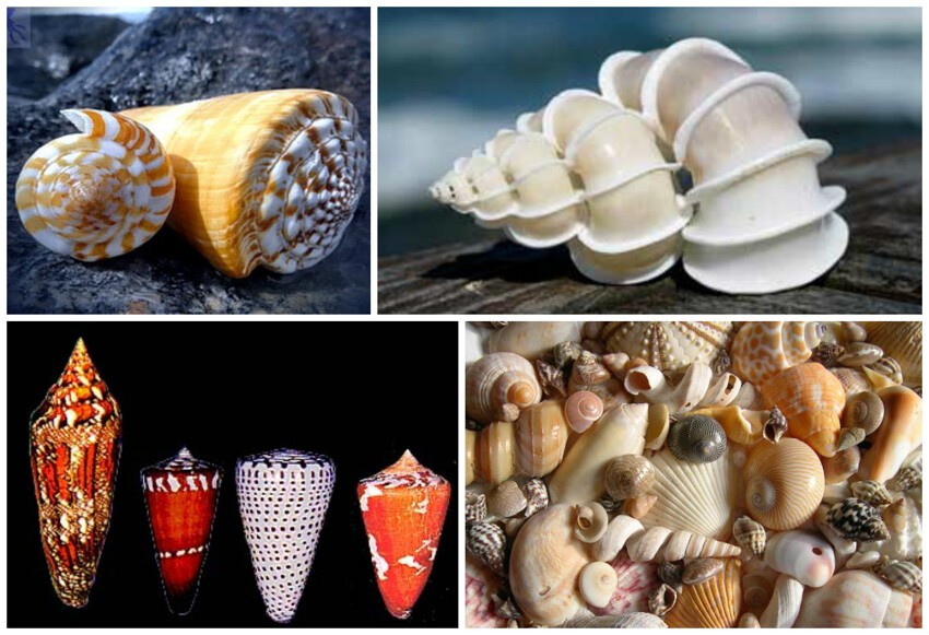Фактически морских моллюсков в два больше, чем наземных и пресноводных, вместе взятых. К морским улиткам относятся трубачи, блюдечки, конусы, литорины, ципреи и многие другие. 
