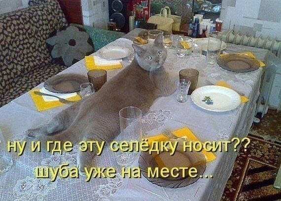 Почему я не очень люблю котов