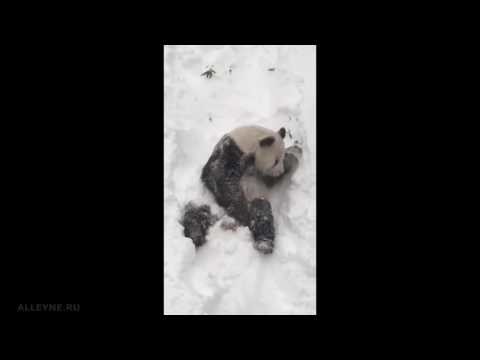  Панда играется в снегу 