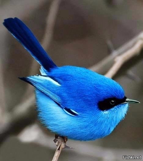 "Синяя птица
