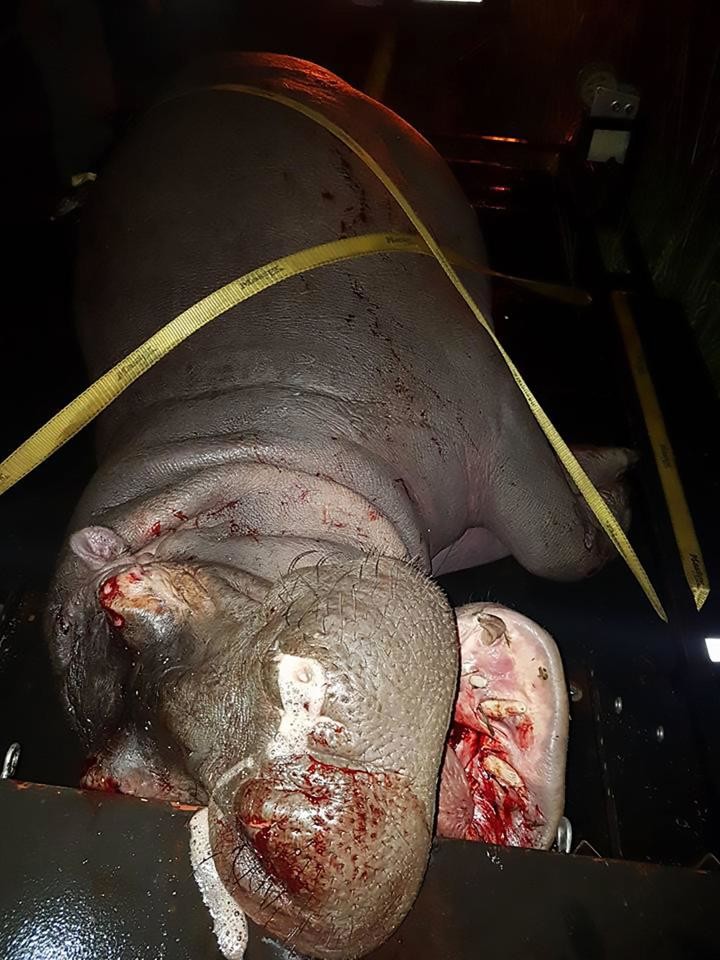 В ЮАР машина скорой помощи врезалась в бегемота