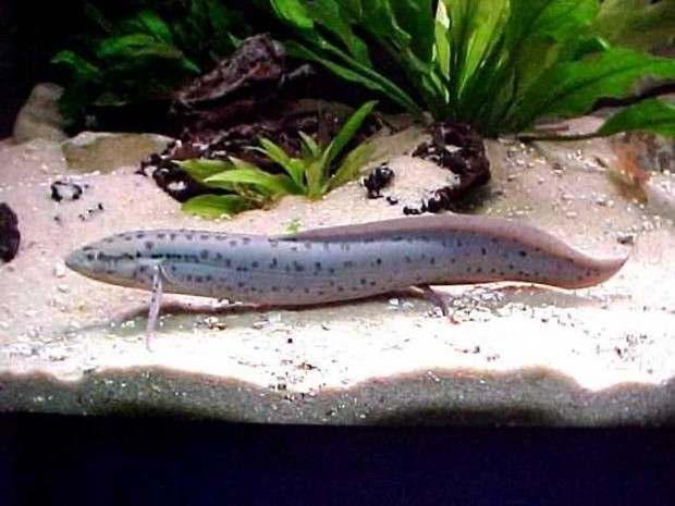 Протоптеры (лат. Protopterus) (англ. African Lungfish)