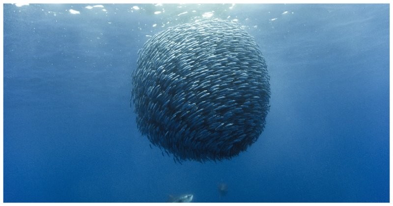 Десятки тысяч рыб образуют живые торнадо для защиты от хищников
