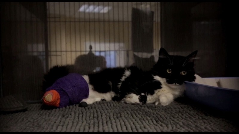 В Болгарии кот получил бионические лапы 