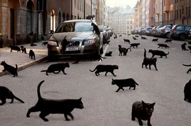 Черная кошка дорогу перебежала