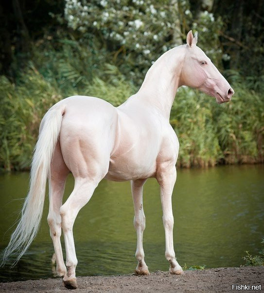 Пожалуй, самые красивые лошади мира – кремовые ахалтекинские лошади