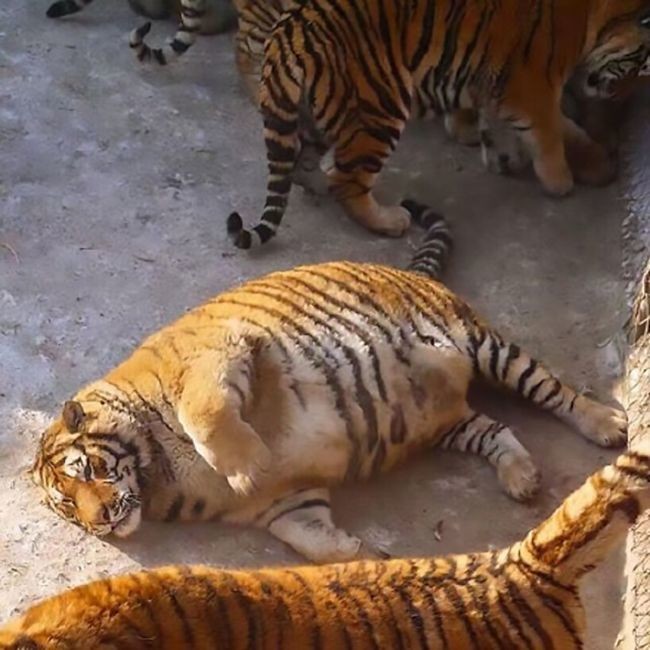 В китайском зоопарке растолстели амурские тигры