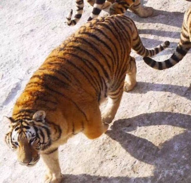 В китайском зоопарке растолстели амурские тигры