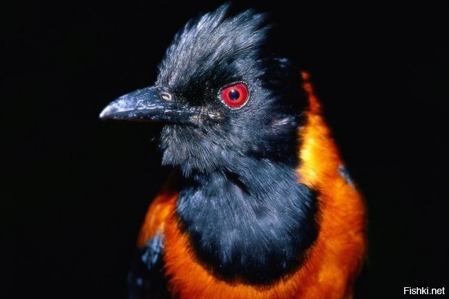 Единственная в мире ядовитая птица - питаху 