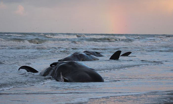 Более 30 китов было найдено мертвыми на берегах Европы в 2016 году.  