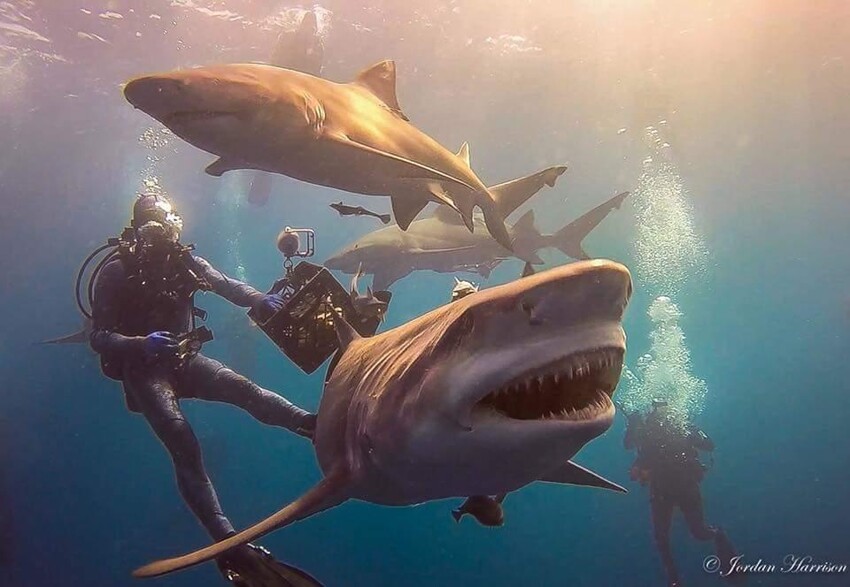 Плавание с акулами 