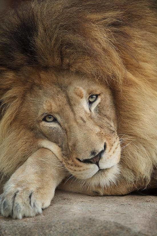 Портрет льва 