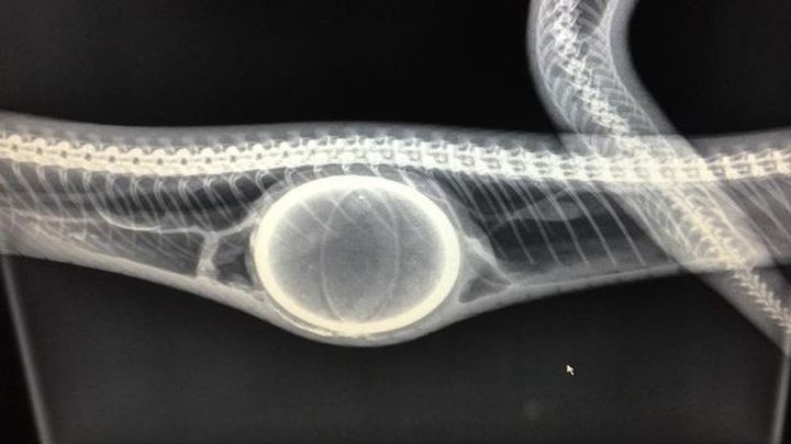 Перед операцией змее сделали рентген