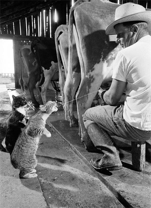 7. Один кот получает молоко, а другой ждет своей очереди 1954 