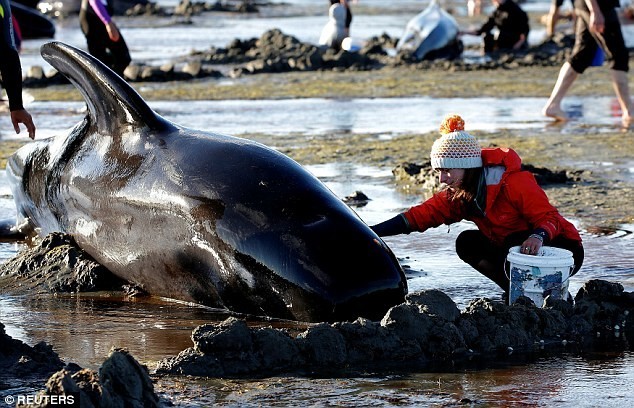Несмотря на своевременное реагирование волонтеров и спасателей, более 300 млекопитающих погибли 