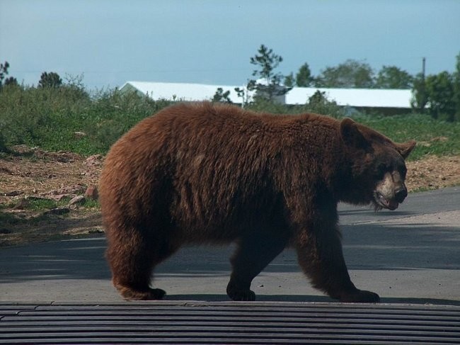 Очевидцы сняли на видео гулявшего по улицам Жигулевска медведя
