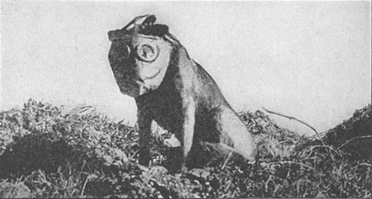 Животные на Первой Мировой войне