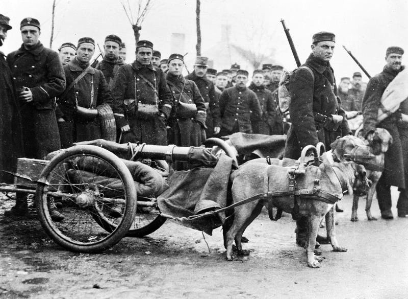 Животные на Первой Мировой войне