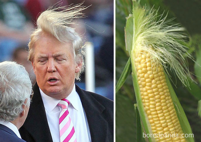 Дональд Трамп или кукуруза?