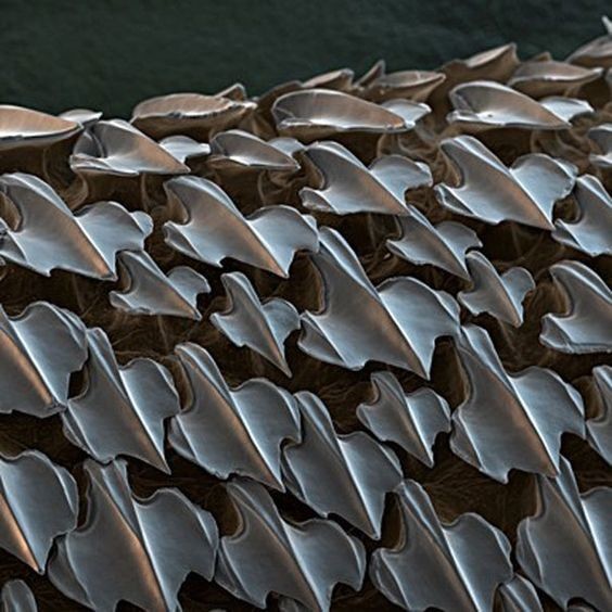 А это снимок под микроскопом - так выглядит кожа акулы