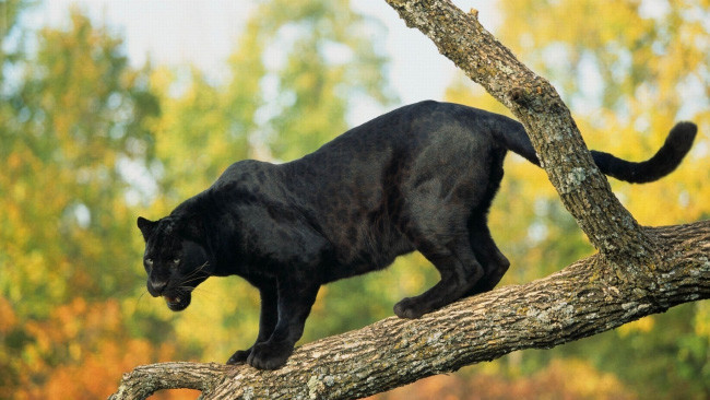 3 Черная пантера - Скорость до 88 км/ч 