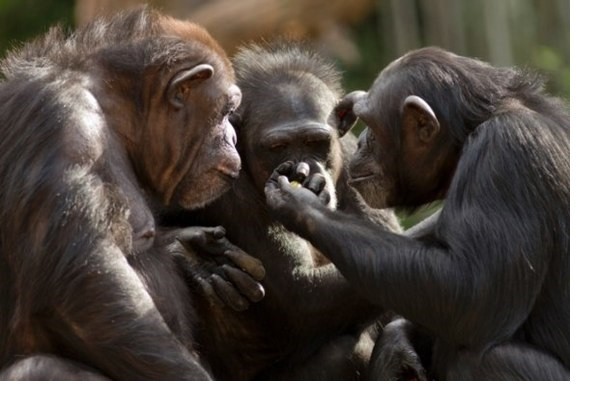  Учёные выяснили, сколько обезьян нужно для "революции"