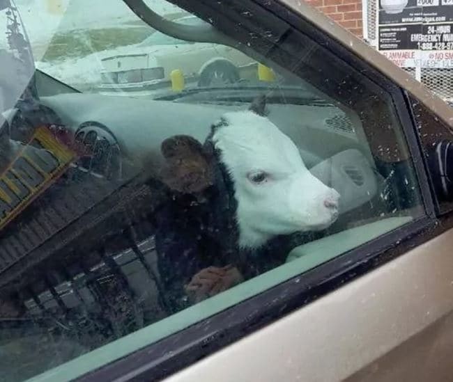 11. Что тут происходит, почему корова в машине?