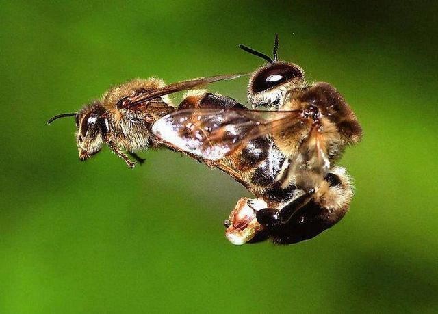 Пчелы доходят до кульминации со взрывом