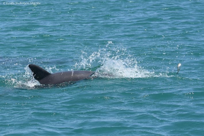 Как рыба фугу помогает «прибалдеть» австралийским дельфинам