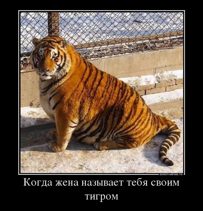 Когда жена называет тебя своим тигром