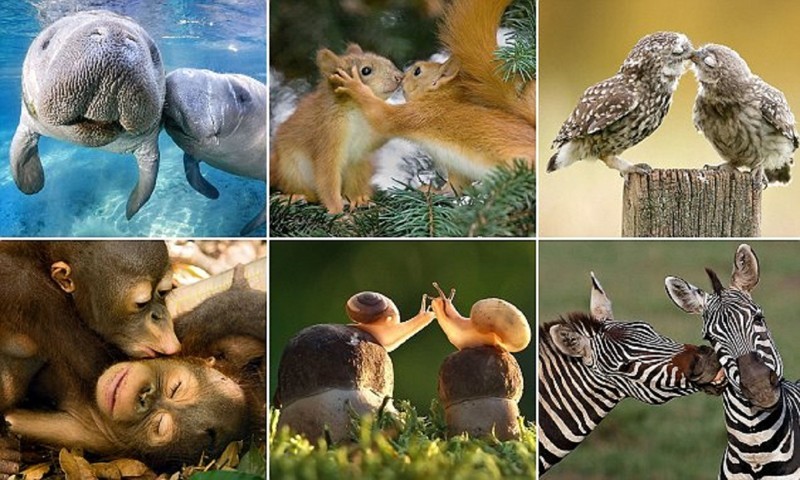 Животные тоже отмечают День всех влюбленных!