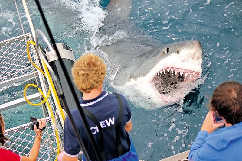 Нападение акулы 