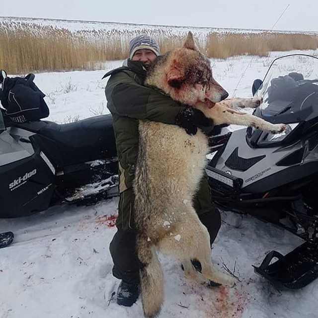 В Алексеевском районе Татарстана волки вошли в деревню и погрызли собак