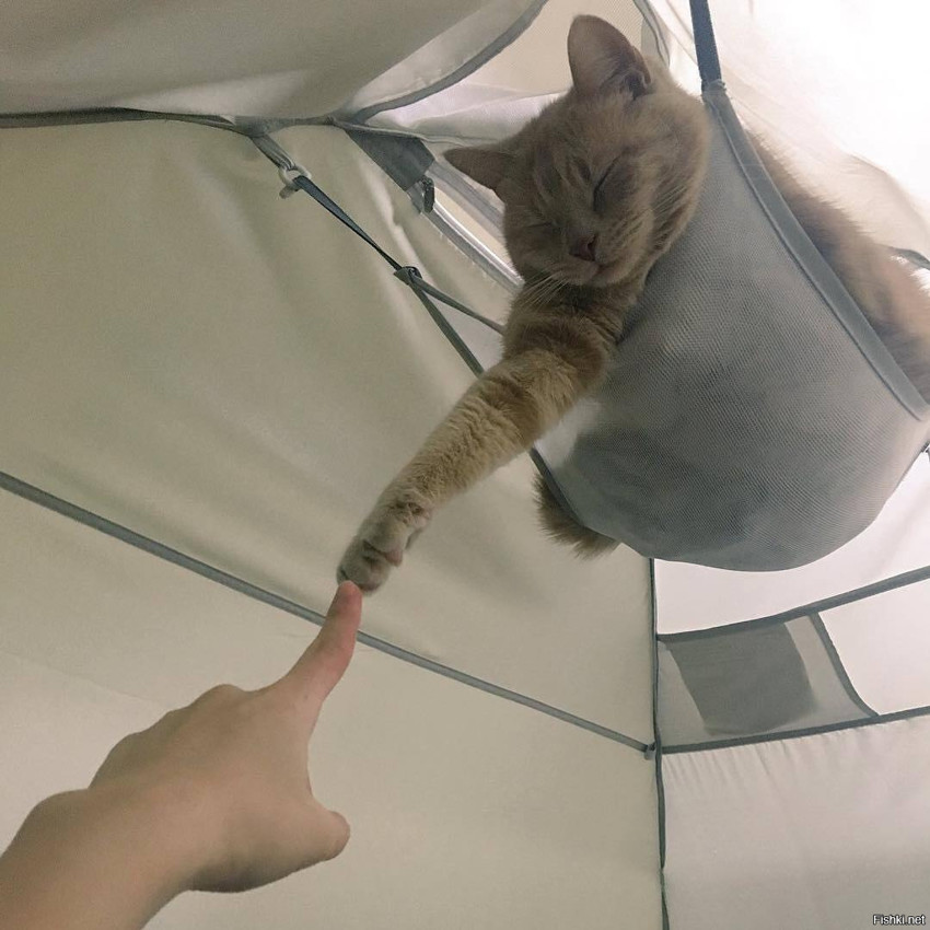 Если ваша палатка не оборудована гамачком для кота, то фигня это, а не палатка