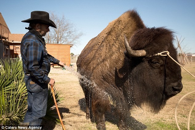 Семейная пара из Техаса держит в доме бизона весом больше тонны