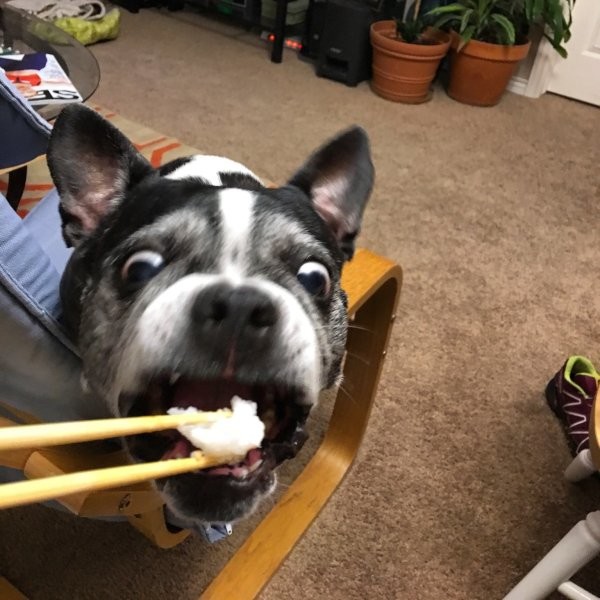 Любитель суши 