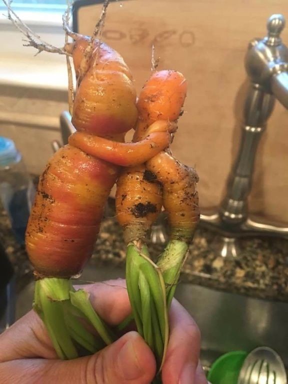 Целующиеся морковки 
