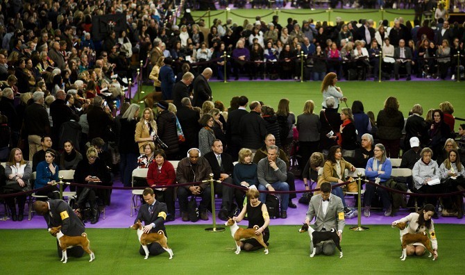 Самая престижная выставка собак в Нью-Йорке