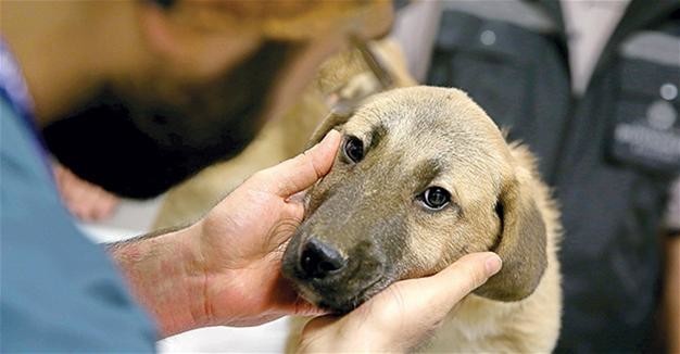 Турецкие спасатели 10 дней доставали щенка из колодца